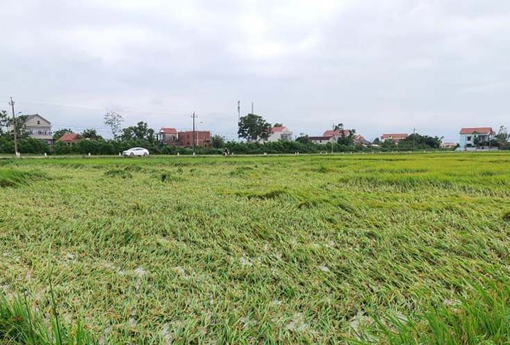 Lệ Thủy, Quảng Trạch: Trên 1.500 ha lúa bị ngã, đổ do mưa giông