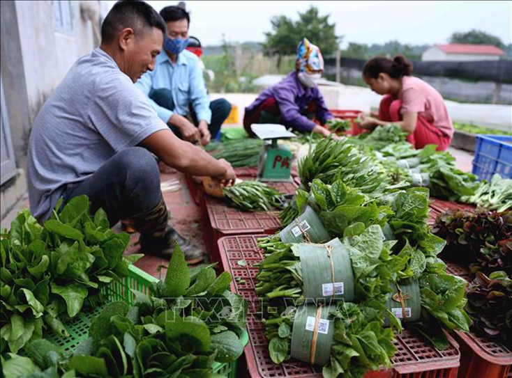 Làm gì để kinh tế tập thể bắt nhịp thị trường?
