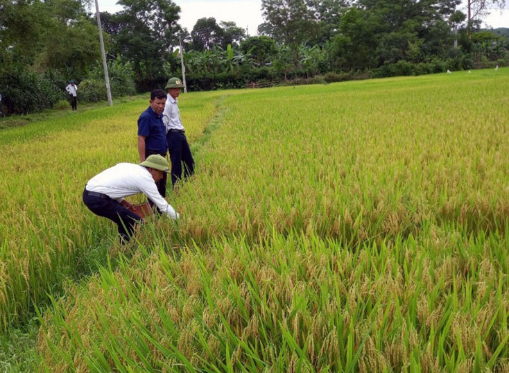 Tập trung phòng trừ sâu bệnh hại lúa giai đoạn cuối vụ
