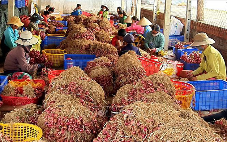 Đề xuất chính sách hỗ trợ bổ sung cho sản xuất nông nghiệp