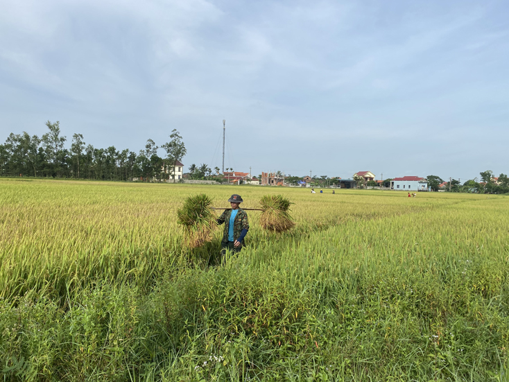 Các địa phương tập trung thu hoạch lúa đông-xuân