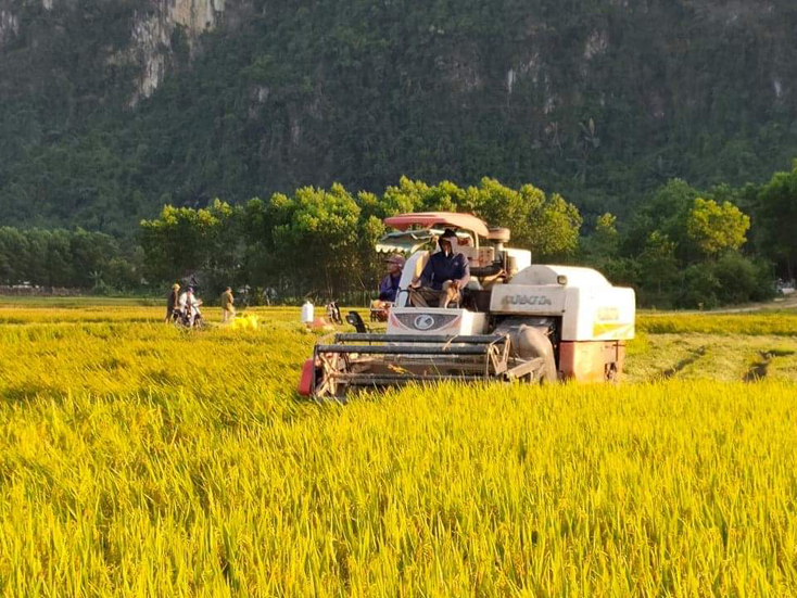 Nông dân Minh Hóa tập trung thu hoạch lúa đông-xuân