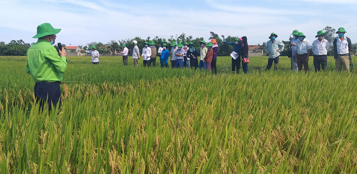 Sản xuất thử nghiệm giống lúa ADI 28 cho năng suất cao