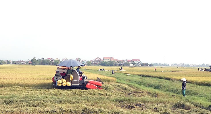 Gần 50% diện tích lúa đông-xuân đã được thu hoạch