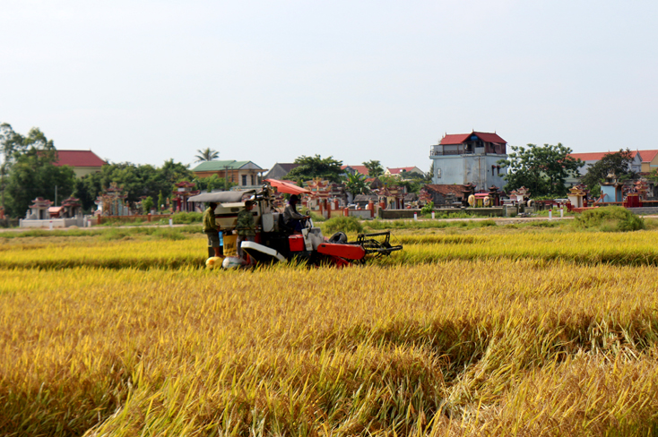 Quảng Ninh: Năng suất lúa đông-xuân ước đạt 63 tạ/ha