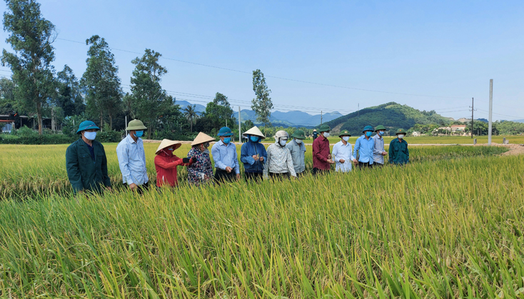 Tuyên Hóa: Giống lúa ST24 cho năng suất cao