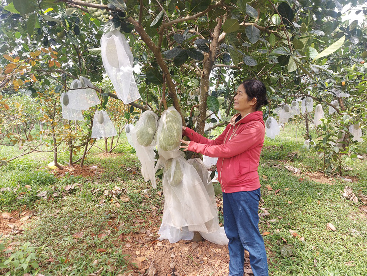 Nữ cựu chiến binh làm kinh tế giỏi