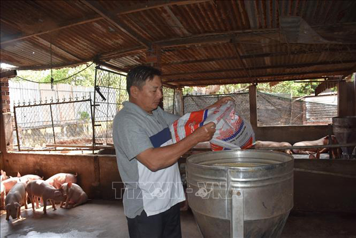 Giá nguyên liệu làm thức ăn chăn nuôi tăng cao khiến người sản xuất gặp khó