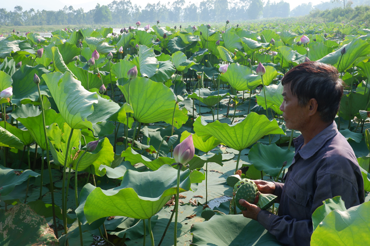 Xã Nghĩa Ninh (TP. Đồng Hới): Hướng đi triển vọng các mô hình chuyển đổi