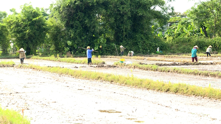 Các địa phương làm đất xuống giống vụ lúa hè-thu
