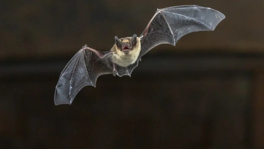 Viện Virus Vũ Hán công bố nhánh virus Corona 'họ hàng xa' với SARS-CoV-2