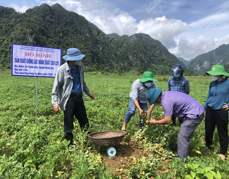 Minh Hóa: Giống lạc L29 cho năng suất cao
