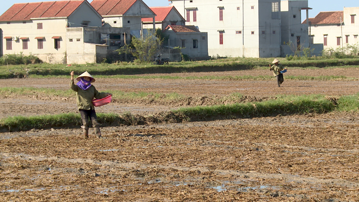 Các địa phương tập trung sản xuất vụ hè-thu năm 2021