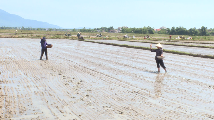 Quảng Trạch: Tập trung gieo sạ lúa hè-thu