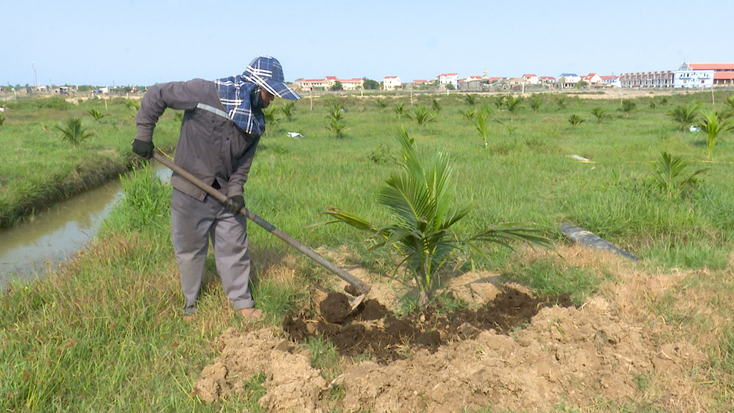 Xã Quảng Văn: Trồng thử nghiệm 4,8ha dừa xiêm trên đất hoang hóa