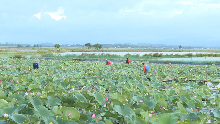 Nông dân Lệ Thủy thu hoạch sen