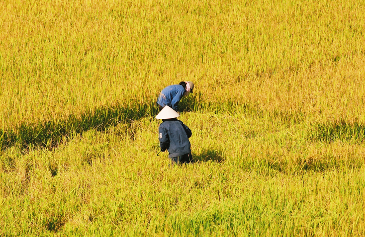 Viết về mẹ từ cánh đồng
