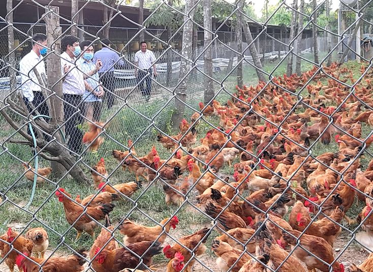 Khi nông dân chủ động luống cày