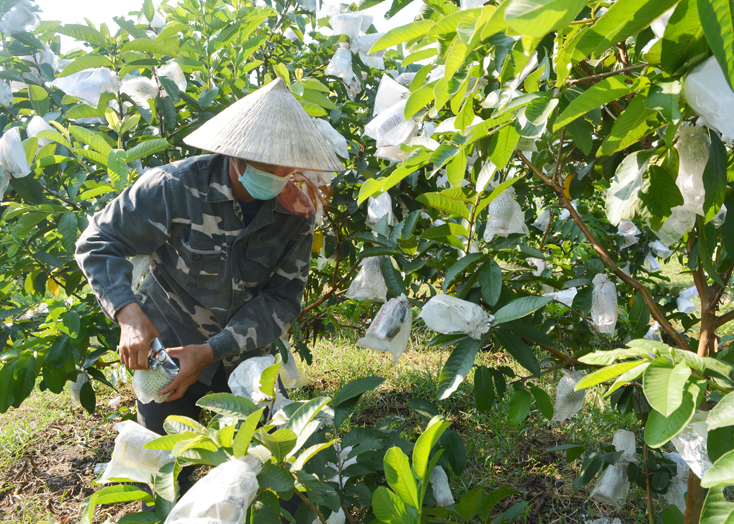 Bố Trạch:  Khuyến khích phát triển kinh tế trang trại