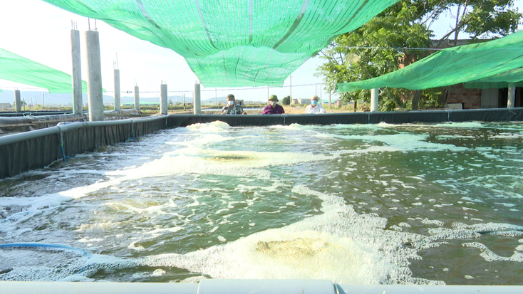 Bố Trạch: Hiệu quả kinh tế cao từ nuôi tôm trong bể nổi