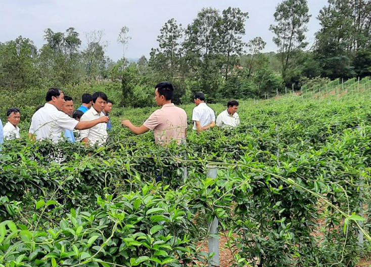 Nâng cao hiệu quả hoạt động của các hợp tác xã, tổ hợp tác