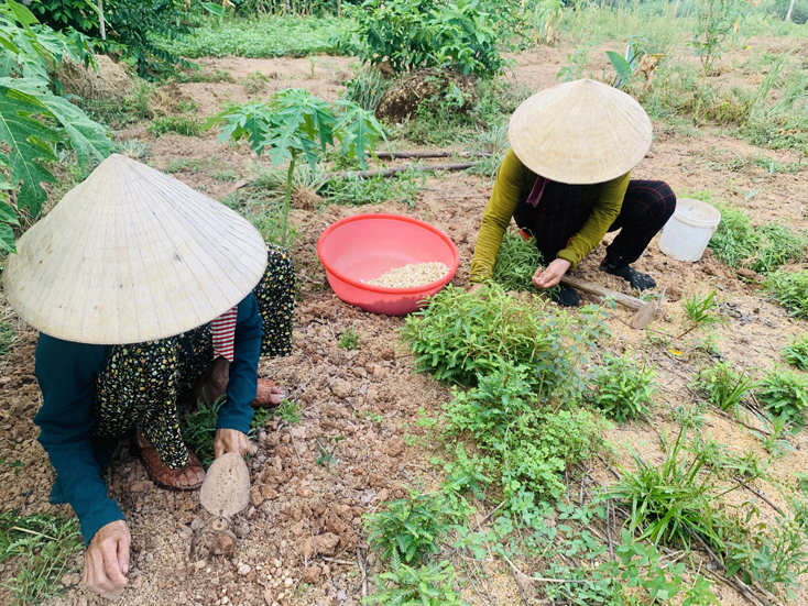 Nông dân Lệ Thủy thu hoạch nén củ