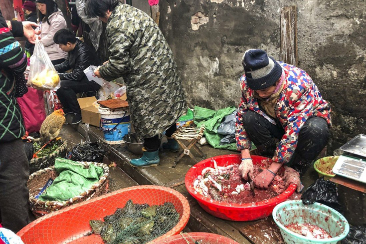 47.000 động vật hoang dã được bán tại chợ Vũ Hán trước khi COVID-19 bùng phát
