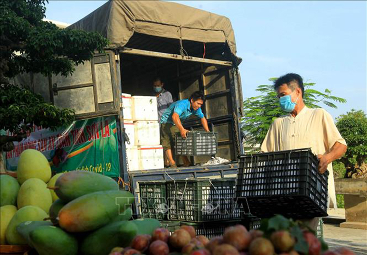 Tránh 'đứt gãy' vận chuyển hàng hóa mùa dịch