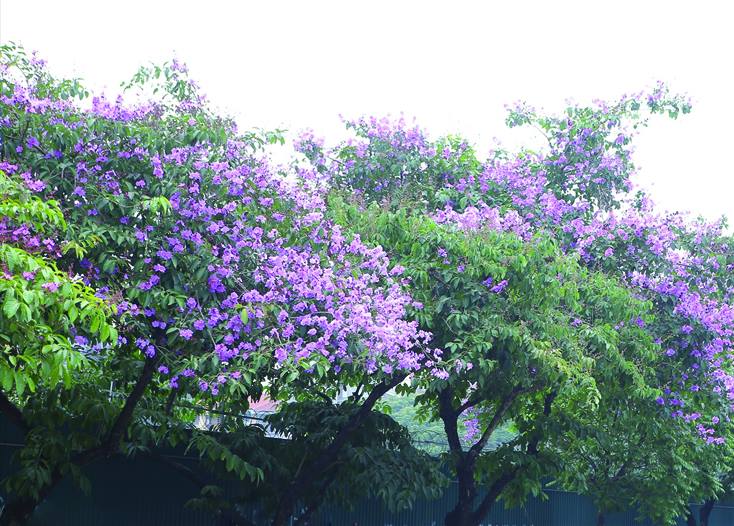Những mùa hoa trên phố
