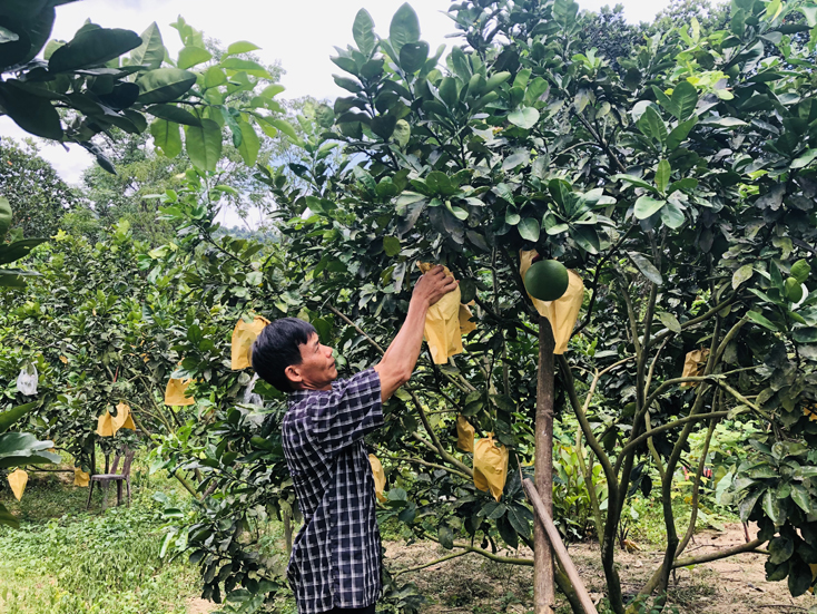 Cây bưởi da xanh trên đất Hóa Hợp