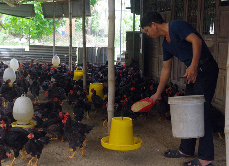 Nhiều giải pháp hỗ trợ nông dân phát triển sản xuất, kinh doanh