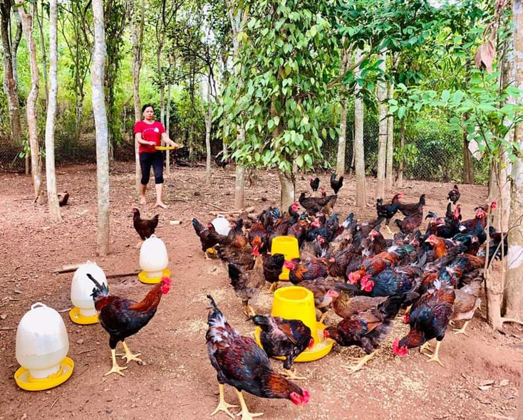 Hỗ trợ sinh kế giúp phụ nữ thoát nghèo