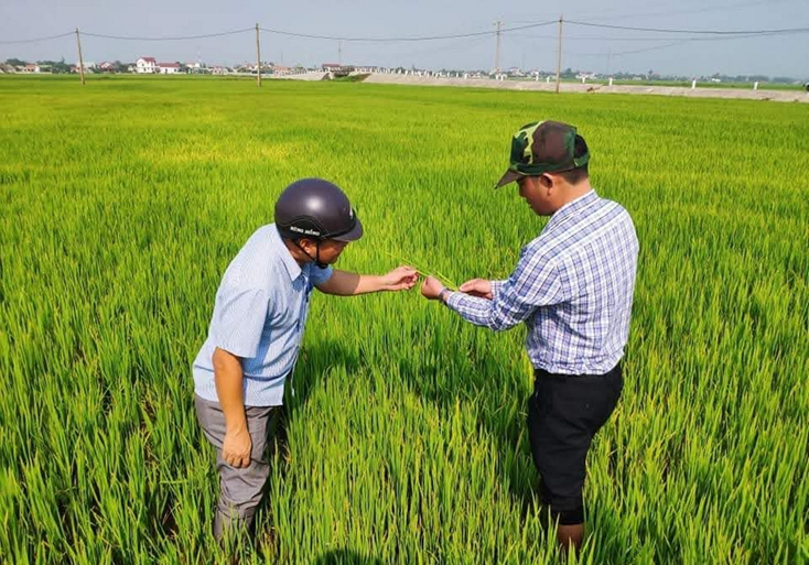 Chủ động phòng, trừ sâu bệnh hại lúa hè-thu