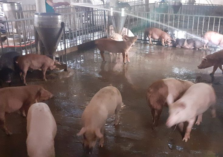 Xuất hiện dịch tả lợn Châu Phi tại xã Thanh Thủy