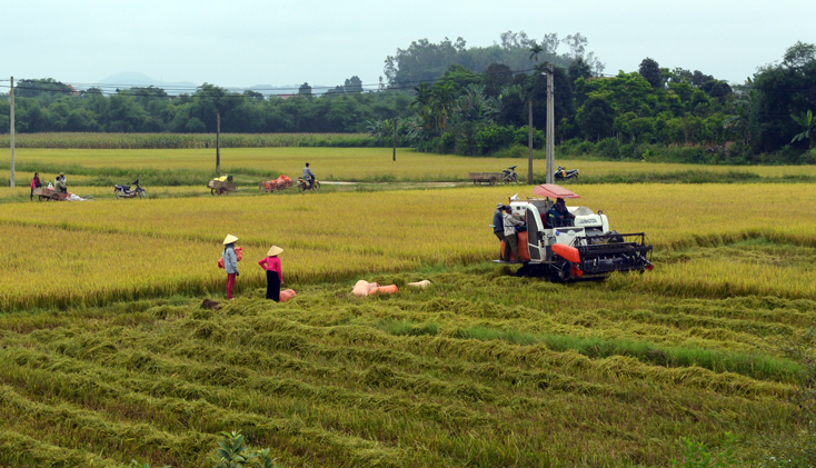 Bố Trạch: Tổng sản lượng lương thực đạt gần 37 nghìn tấn