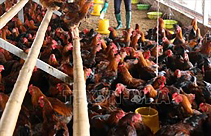 Khẩn trương phòng chống cúm gia cầm A/H5N8 lần đầu xuất hiện tại Việt Nam