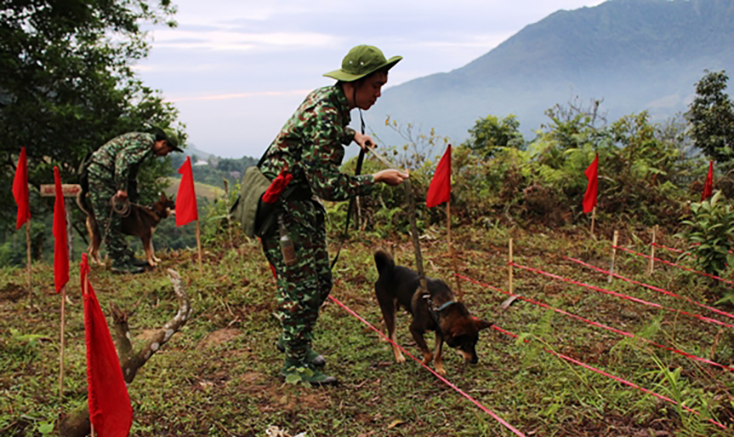 Huấn luyện chó bản địa thực hiện nhiệm vụ bảo vệ an ninh, quốc phòng
