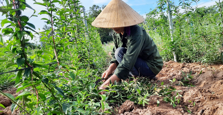 Bố Trạch: Hỗ trợ phát triển theo chuỗi giá trị 18 sản phẩm cây trồng, con nuôi
