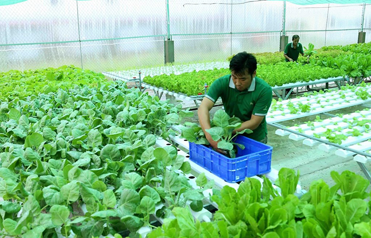 Phê duyệt Kế hoạch phát triển kinh tế tập thể, hợp tác xã giai đoạn 2021-2025