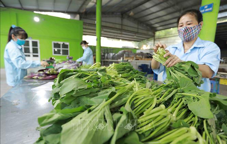 Giải pháp hỗ trợ các hợp tác xã trong chuỗi cung ứng hàng hóa