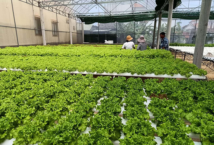 Hỗ trợ đưa hộ sản xuất nông nghiệp lên sàn thương mại điện tử