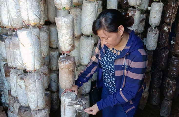 Bố Trạch: Hỗ trợ hơn 1.000 phụ nữ có hoàn cảnh khó khăn vay vốn phát triển kinh tế