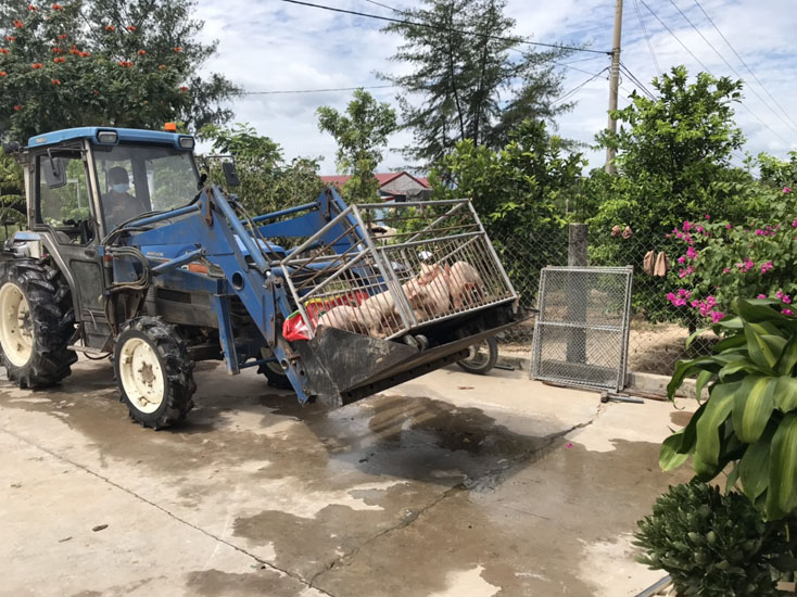 Công bố hết dịch tả lợn Châu Phi tại xã Xuân Thủy và Phú Thủy