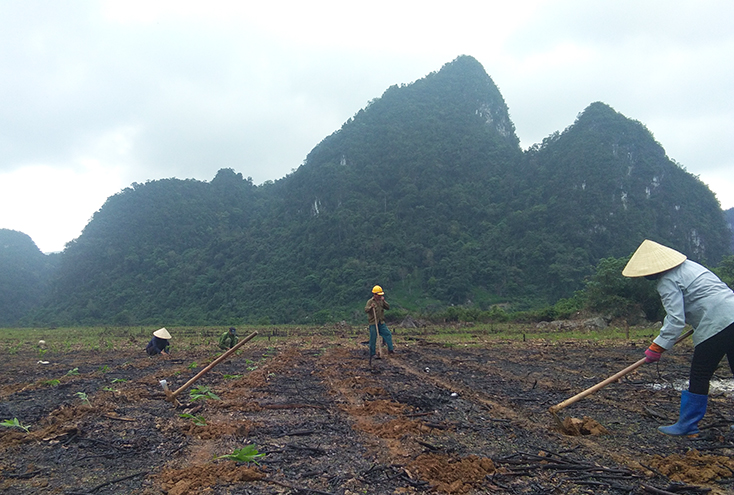 Minh Hóa: Phát triển trên 11.600ha rừng trồng