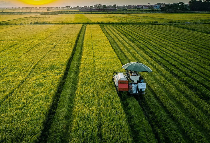 Lệ Thủy: Năng suất lúa vụ hè-thu ước đạt 47,69 ta/ha