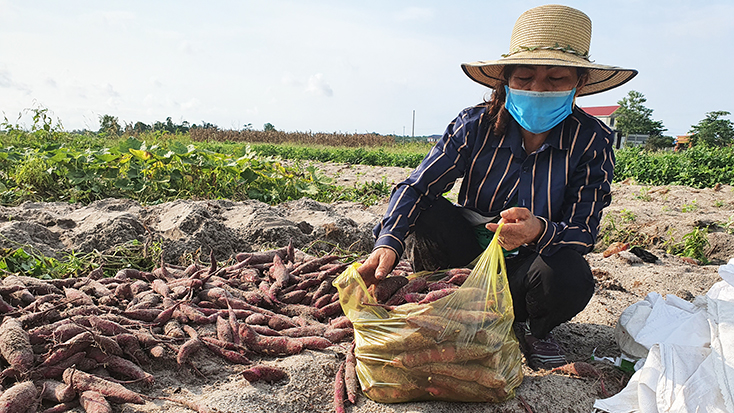Nông dân Lệ Thủy thi đua sản suất kinh doanh giỏi