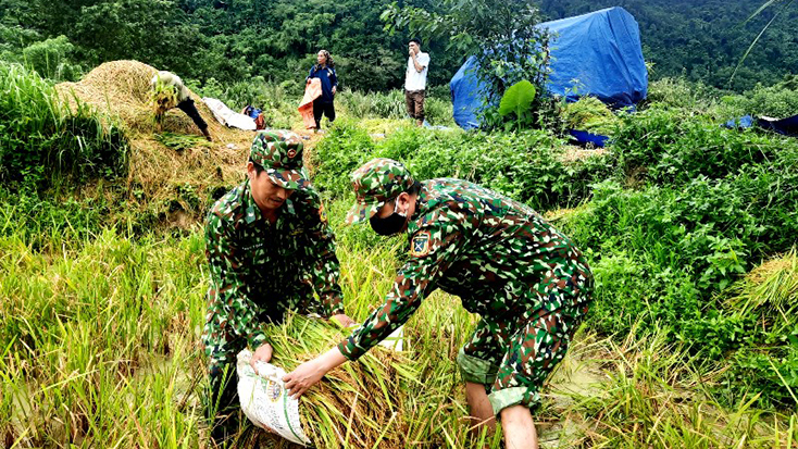 Cán bộ, chiến sỹ Đồn Biên phòng Làng Ho giúp dân thu hoạch lúa