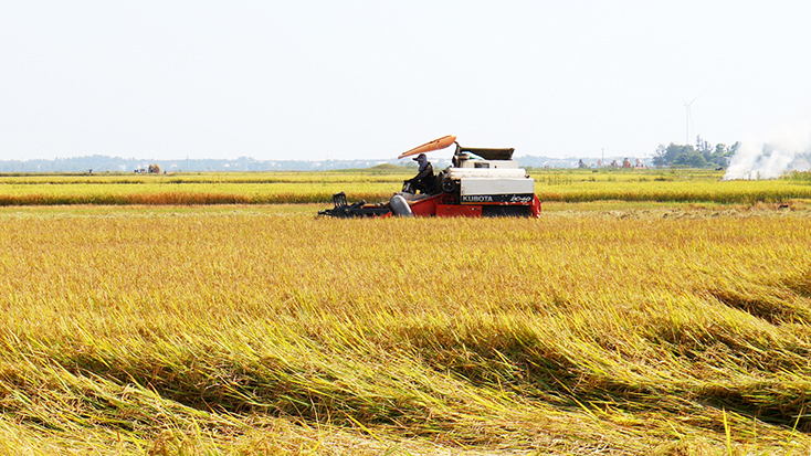 Quảng Ninh: Khẩn trương thu hoạch lúa hè-thu