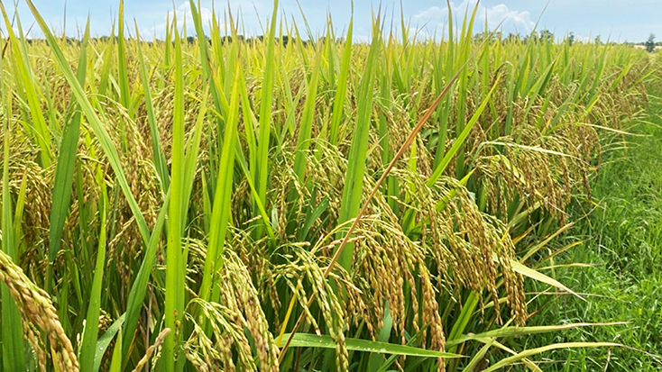 Kỳ vọng đột phá từ hai giống lúa mới