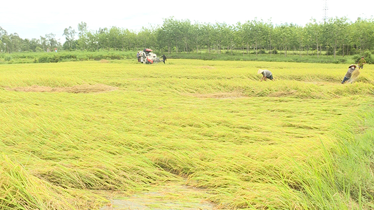 Bố Trạch: Hơn 100ha lúa hè-thu bị ngập sâu do mưa lớn